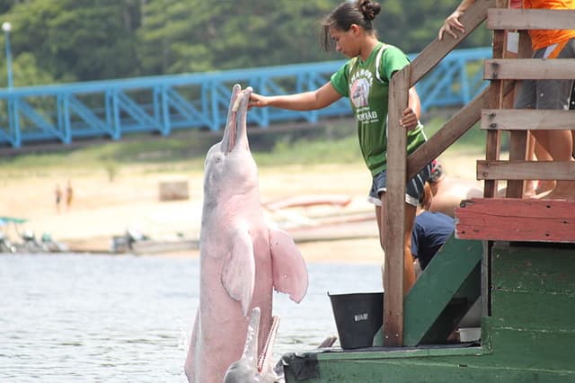 Delfín Rosado: Un elegante habitante de la selva amazónica
